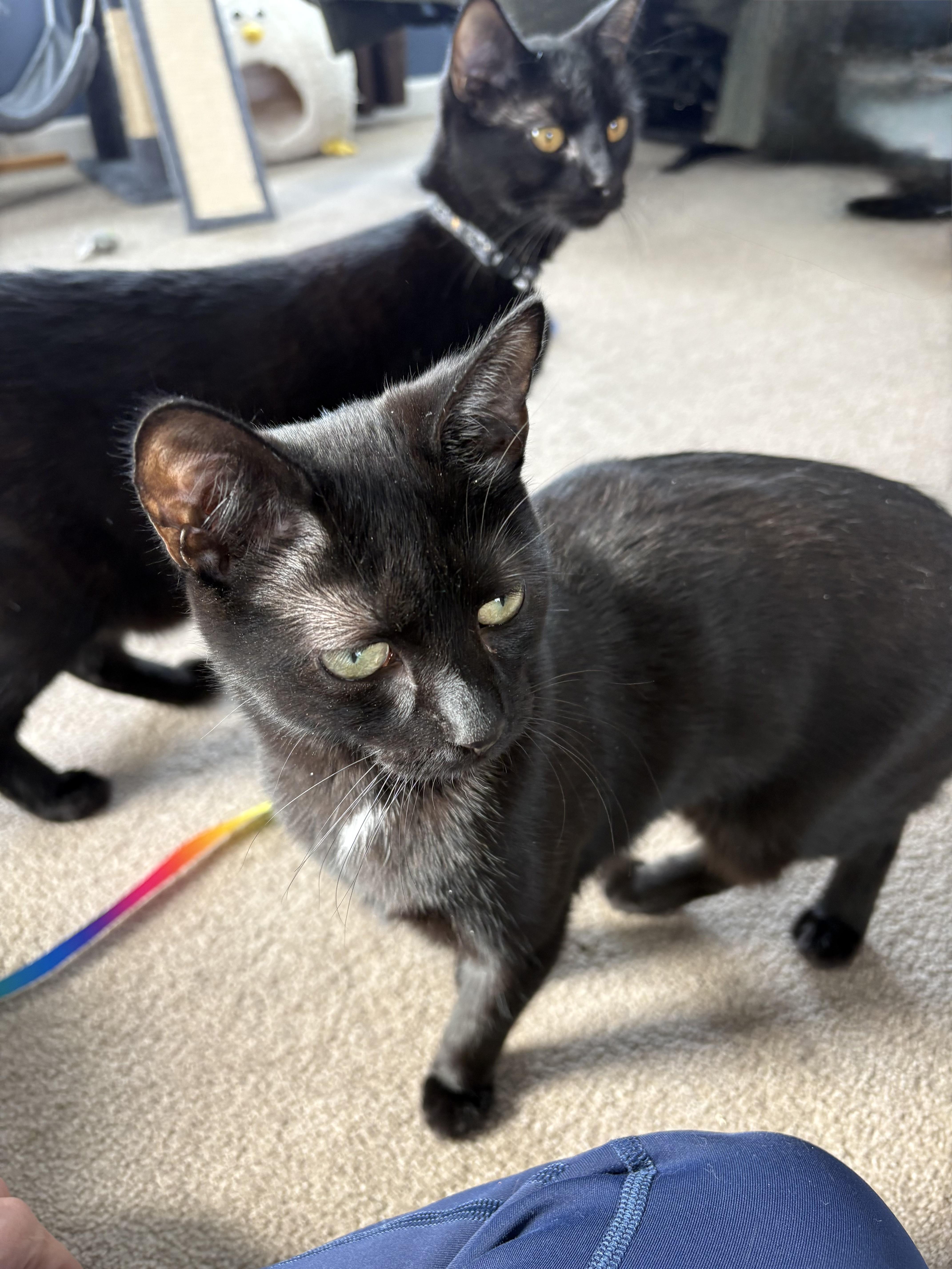 Enlarge Balmoral, a Adoptable mixed breed in Mayfield, NY image 3/4