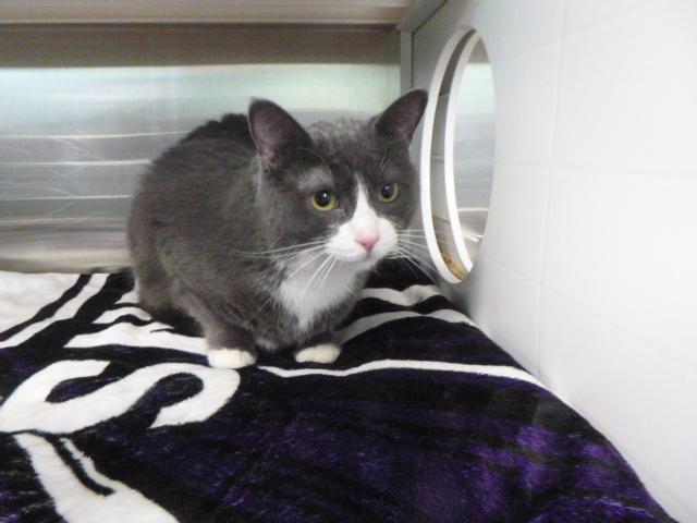 Enlarge TIC TAC, a Adoptable Domestic Medium Hair in Kalamazoo, MI image 1/1