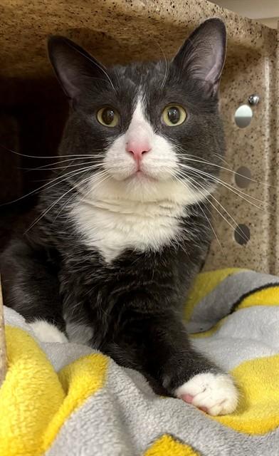 TIC TAC, Adoptable, Adult Male Domestic Medium Hair.