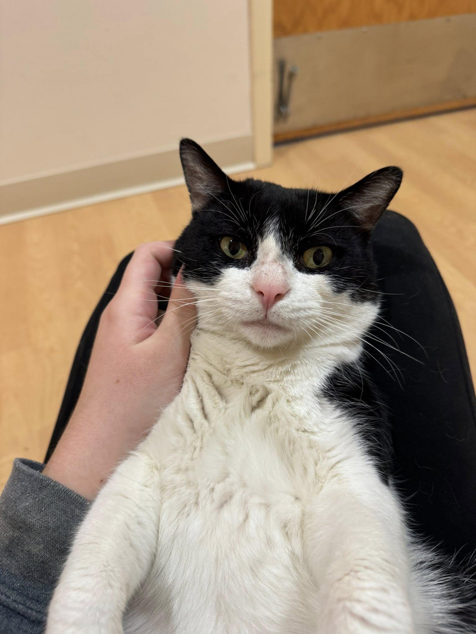 Enlarge Cow Cat, a ADOPTABLE mixed breed in Fremont, MI image 3/5