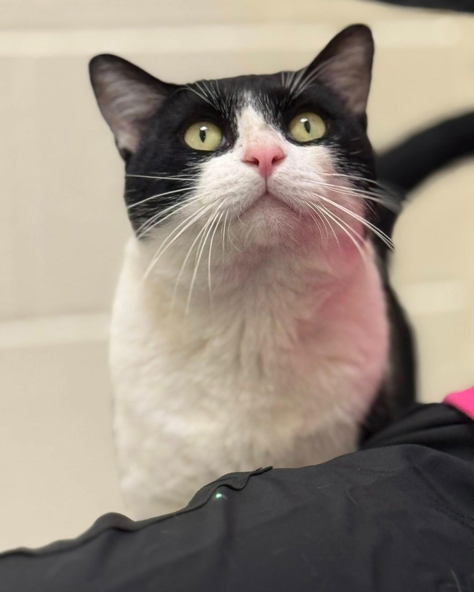 Enlarge Cow Cat, a ADOPTABLE mixed breed in Fremont, MI image 2/5