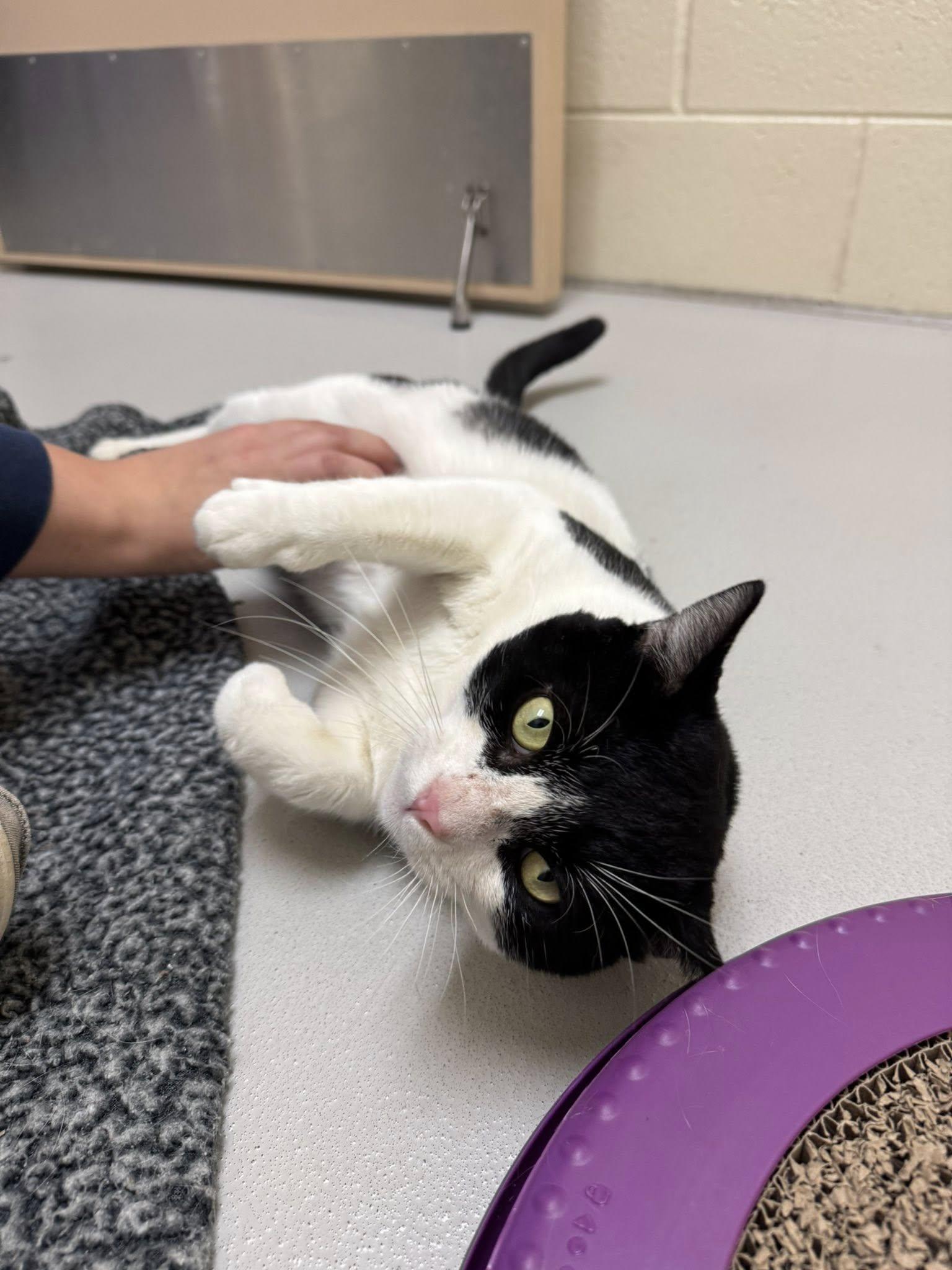 Enlarge Cow Cat, a ADOPTABLE mixed breed in Fremont, MI image 4/5