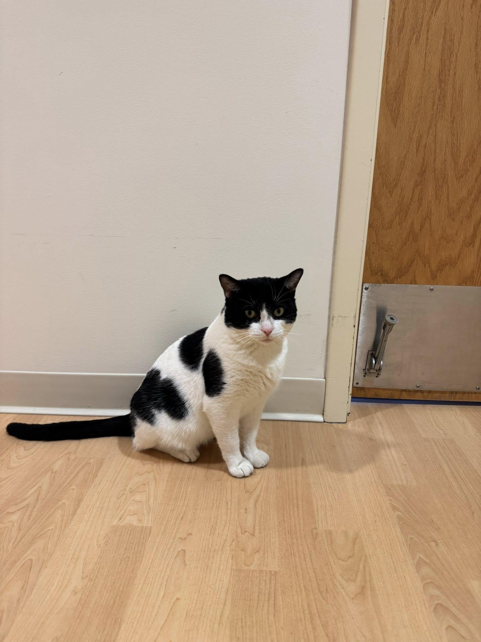 Enlarge Cow Cat, a ADOPTABLE mixed breed in Fremont, MI image 1/5