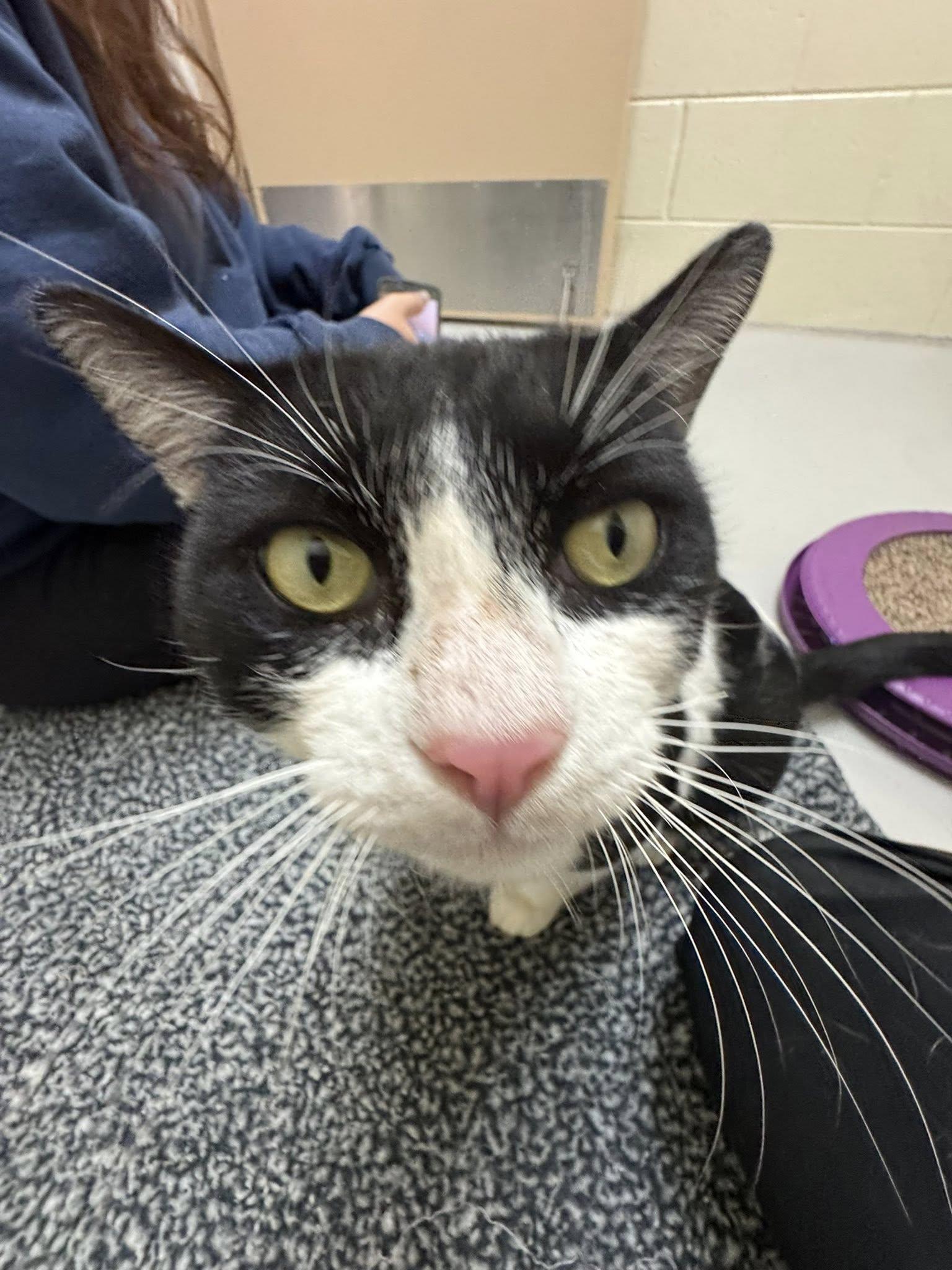 Enlarge Cow Cat, a ADOPTABLE mixed breed in Fremont, MI image 5/5