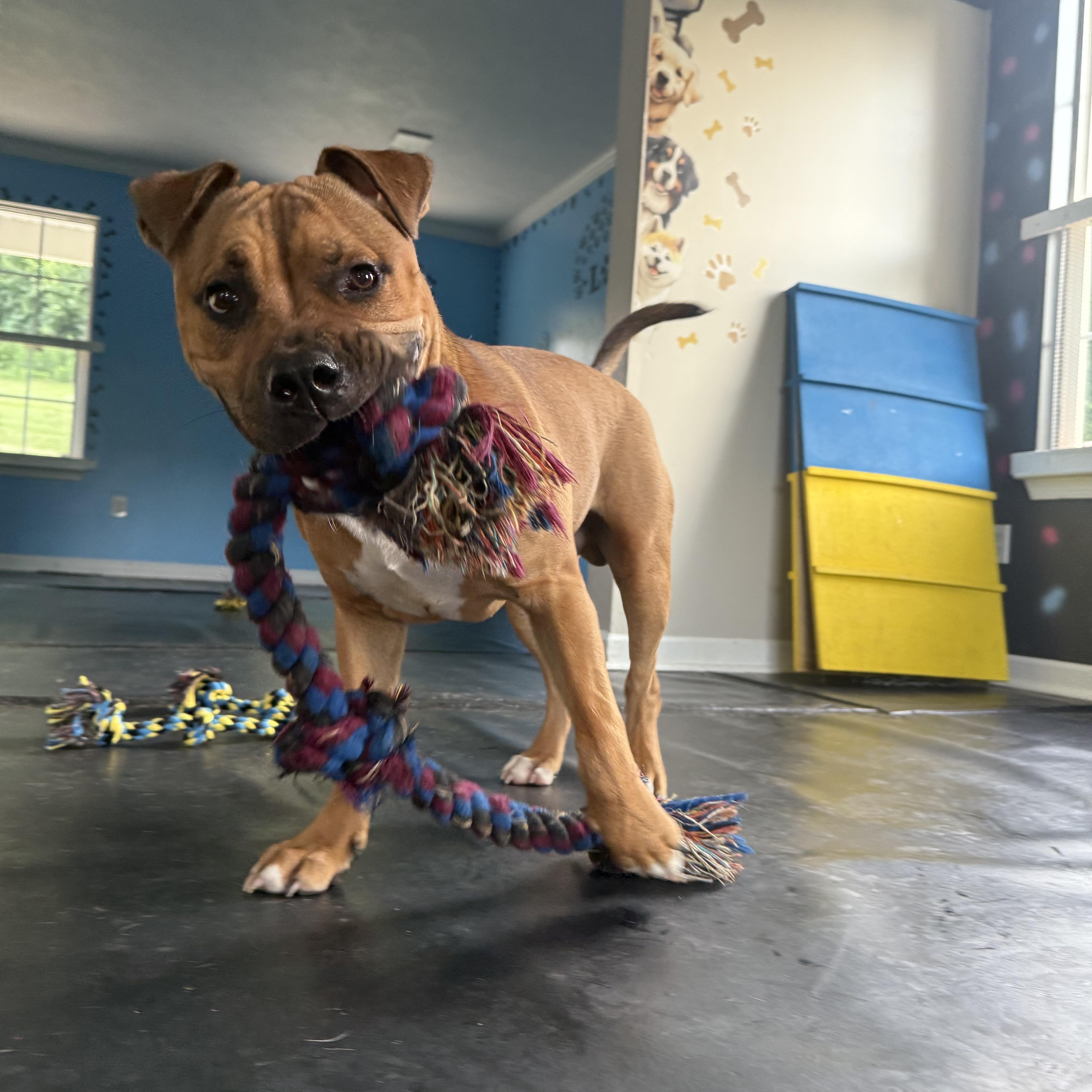 Enlarge Bobo, a Adoptable Pit Bull Terrier in Felton, PA image 1/1