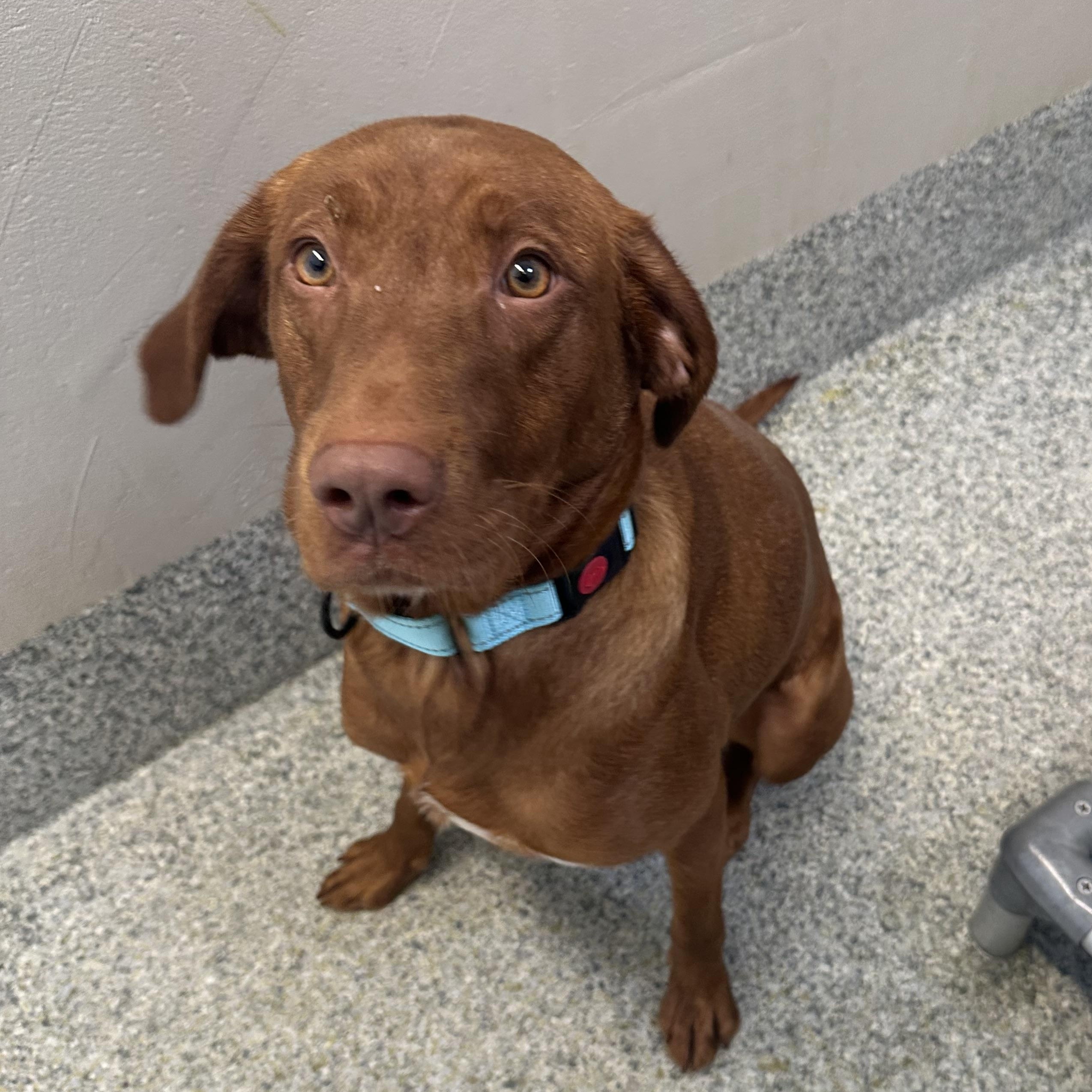 Hazel (ID 51175/1325), adopted, Young Female Hound.