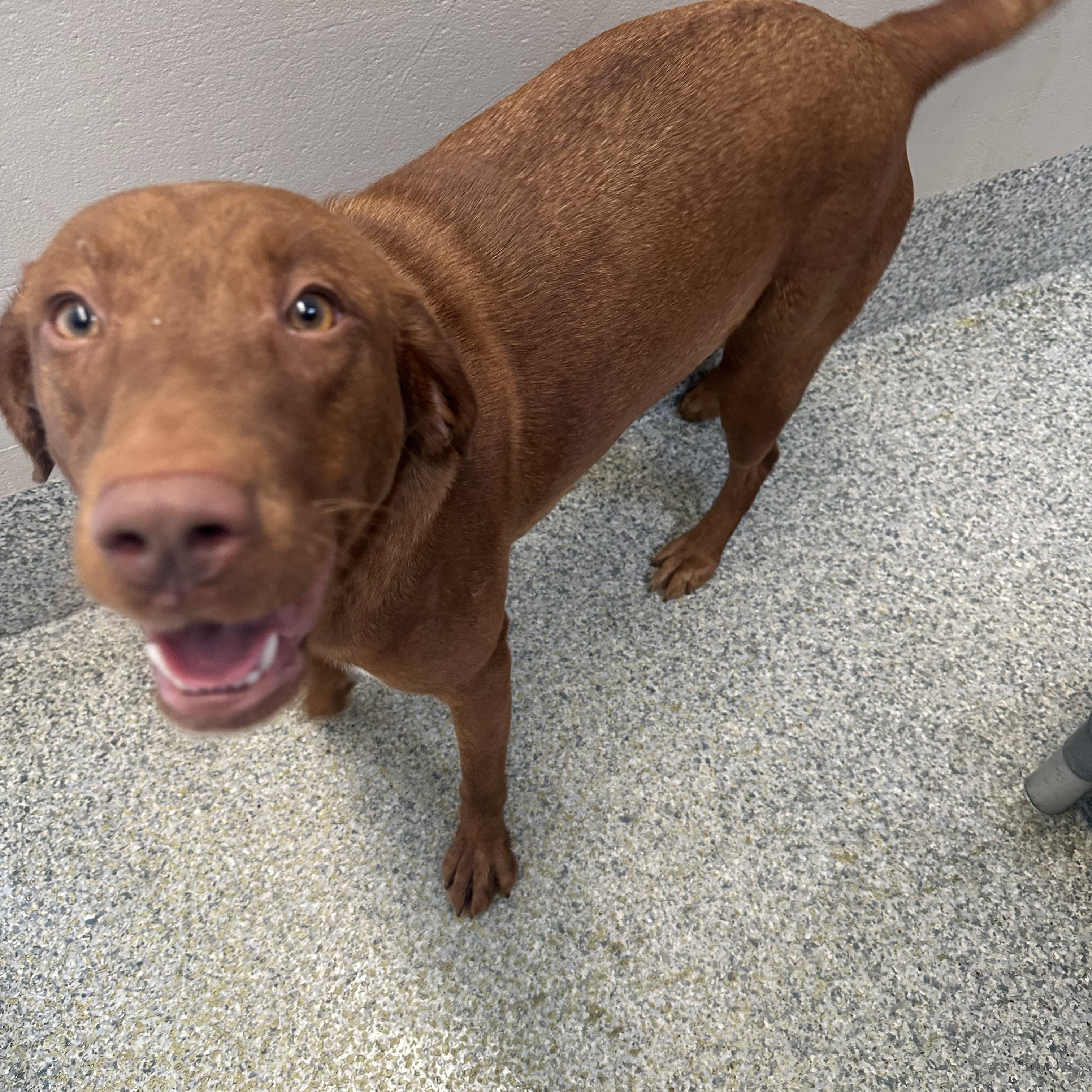 Enlarge Hazel (ID 51175/1325), an adopted Hound in Manassas, VA image 2/2