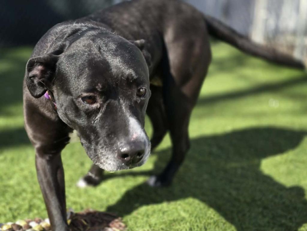 Katniss, Adoptable, Adult Female Pit Bull Terrier.