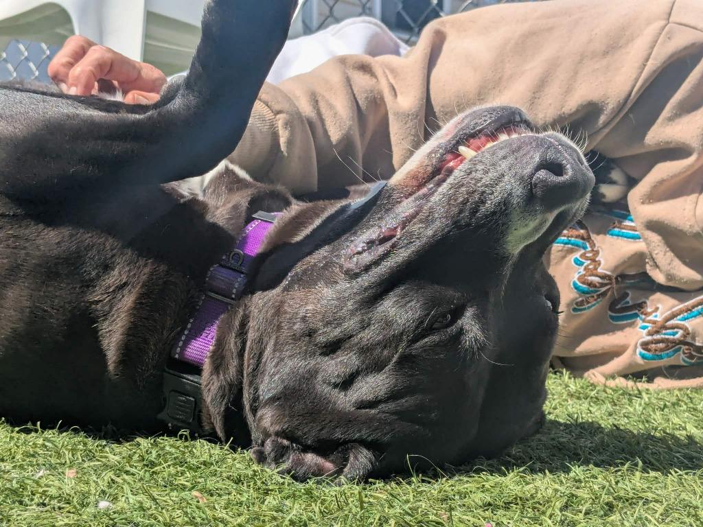 Enlarge Katniss, a Adoptable mixed breed in Sunrise Beach, MO image 2/6