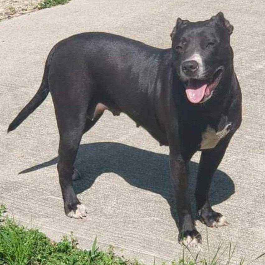 Enlarge Katniss, a Adoptable mixed breed in Sunrise Beach, MO image 1/3