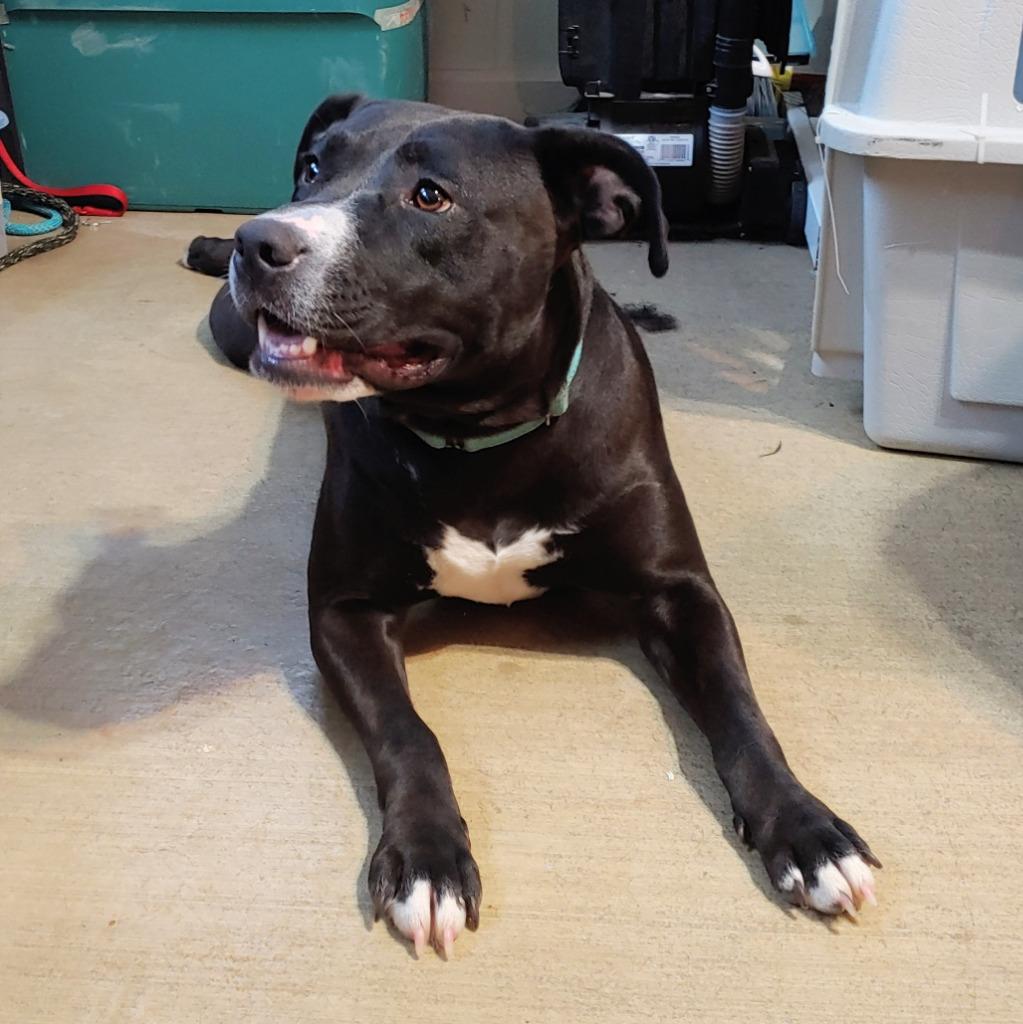 Enlarge Katniss, a Adoptable mixed breed in Sunrise Beach, MO image 3/5