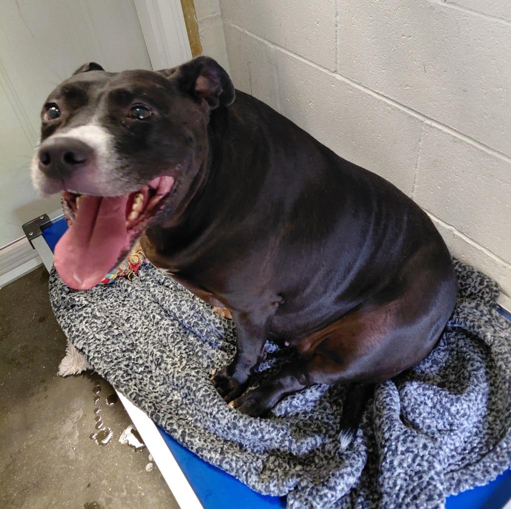 Enlarge Katniss, a Adoptable mixed breed in Sunrise Beach, MO image 4/5