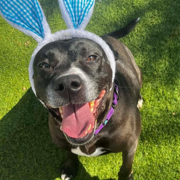 Enlarge Katniss, a Adoptable mixed breed in Sunrise Beach, MO image 5/6