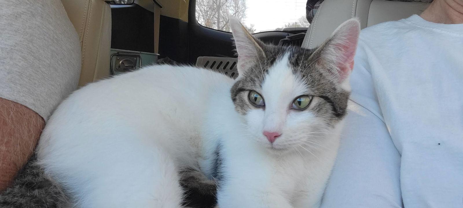 Toots, Adoptable, Adult Male American Shorthair.