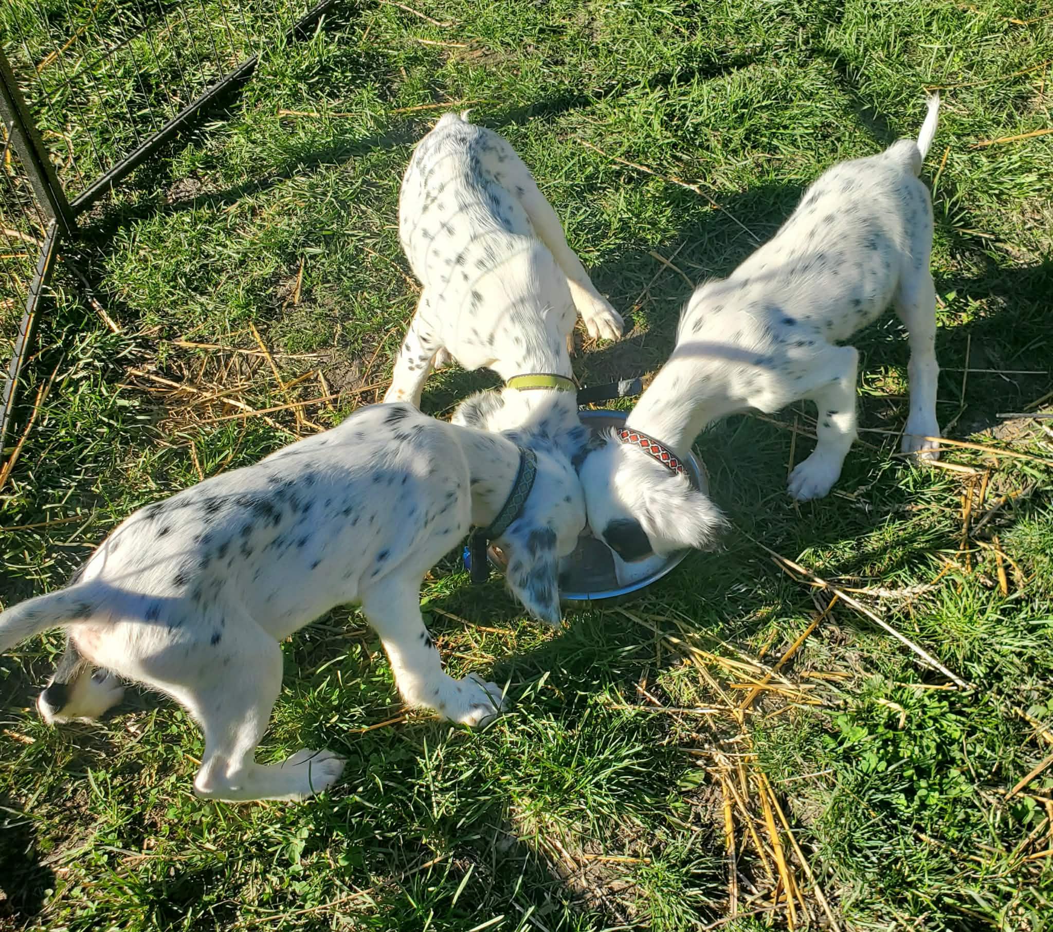 Enlarge Riley- Foster to Adopt, a Adoptable English Setter in Wood Dale, IL image 6/6