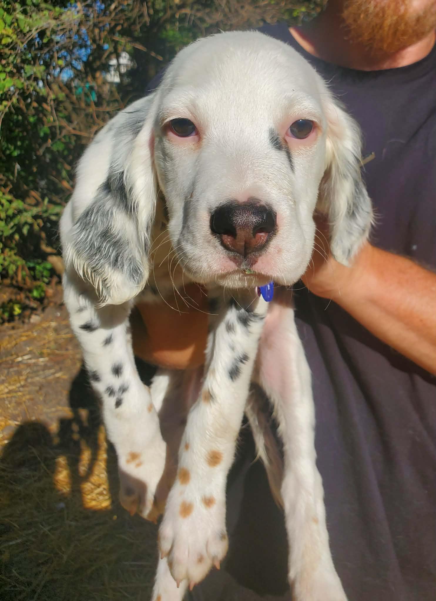 Enlarge Riley- Foster to Adopt, a Adoptable English Setter in Wood Dale, IL image 2/6