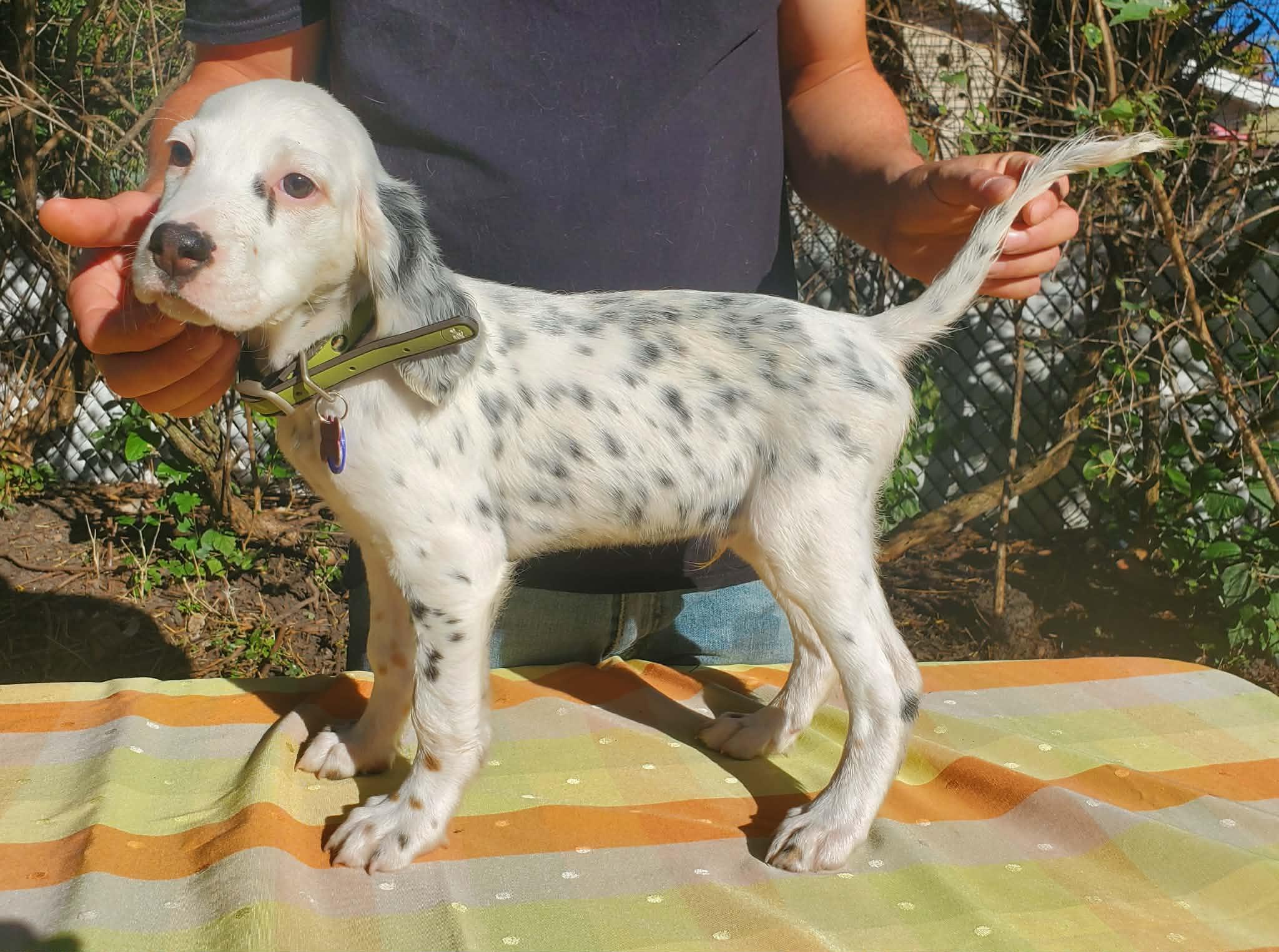Enlarge Riley- Foster to Adopt, a Adoptable English Setter in Wood Dale, IL image 1/6