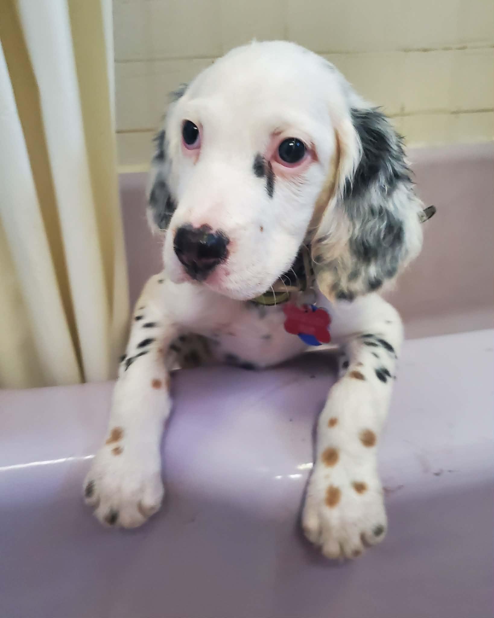 Enlarge Riley- Foster to Adopt, a Adoptable English Setter in Wood Dale, IL image 4/6