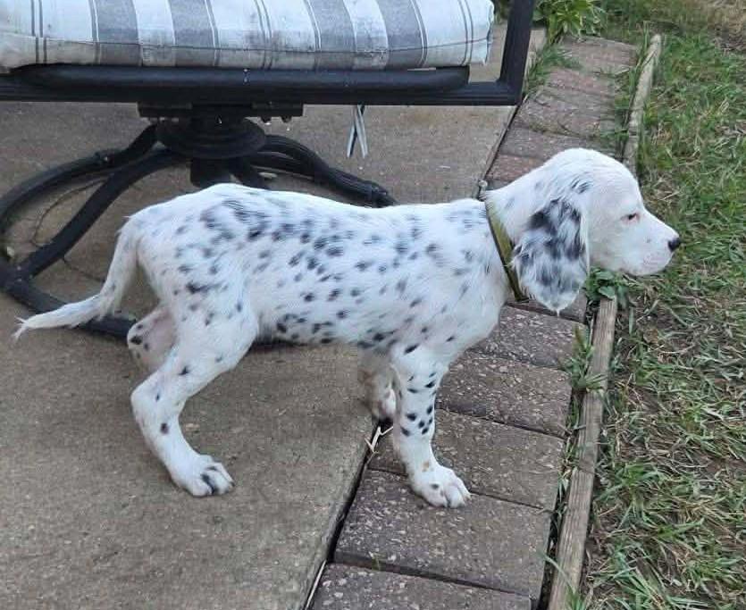 Enlarge Riley- Foster to Adopt, a Adoptable English Setter in Wood Dale, IL image 5/6