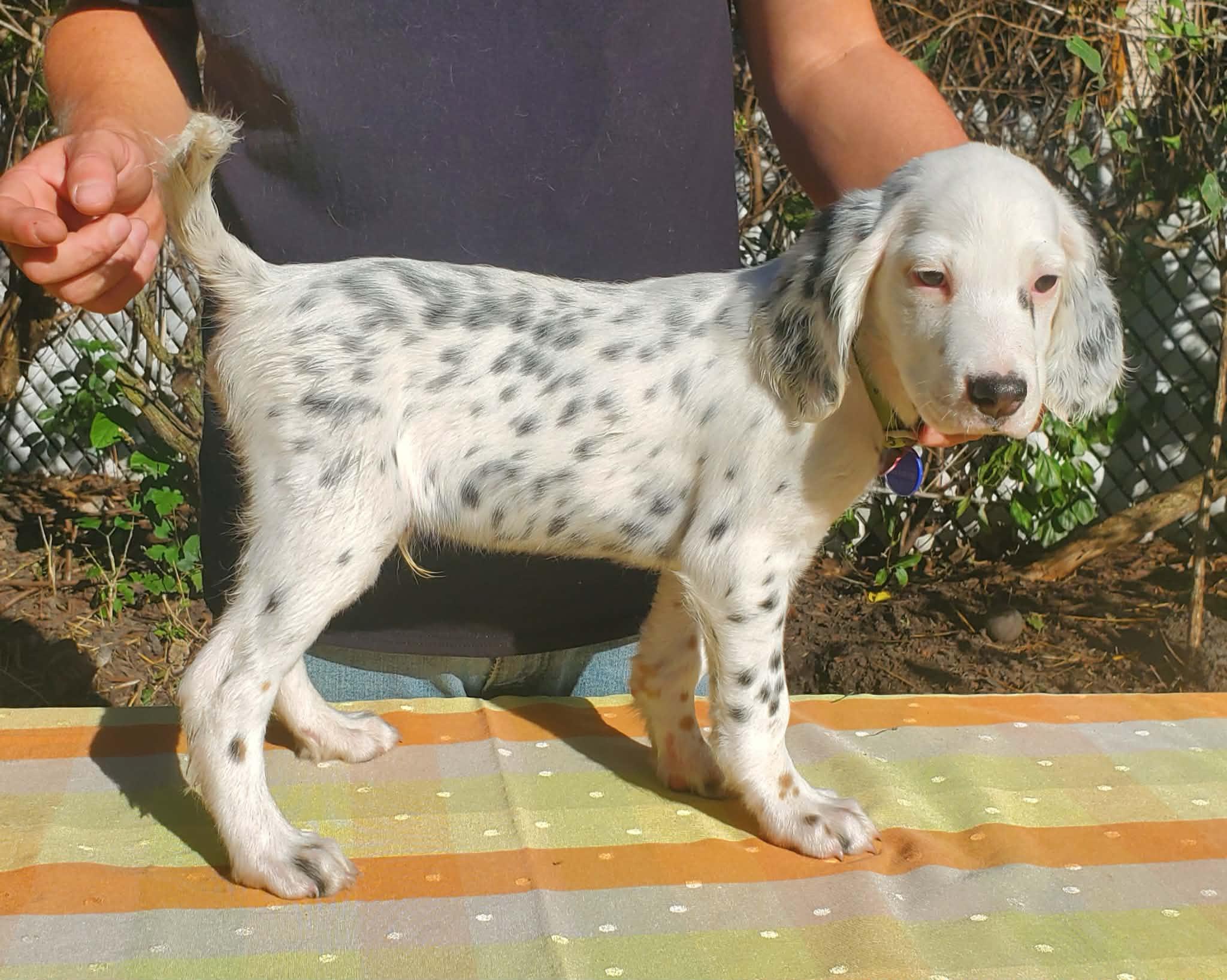 Enlarge Riley- Foster to Adopt, a Adoptable English Setter in Wood Dale, IL image 3/6