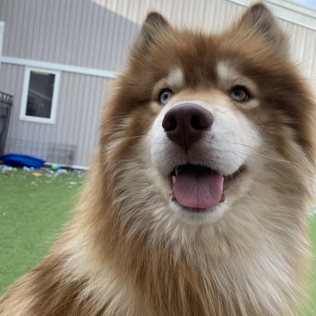 Enlarge Anchovy, a Adoptable Husky in Bedford, NH image 1/4