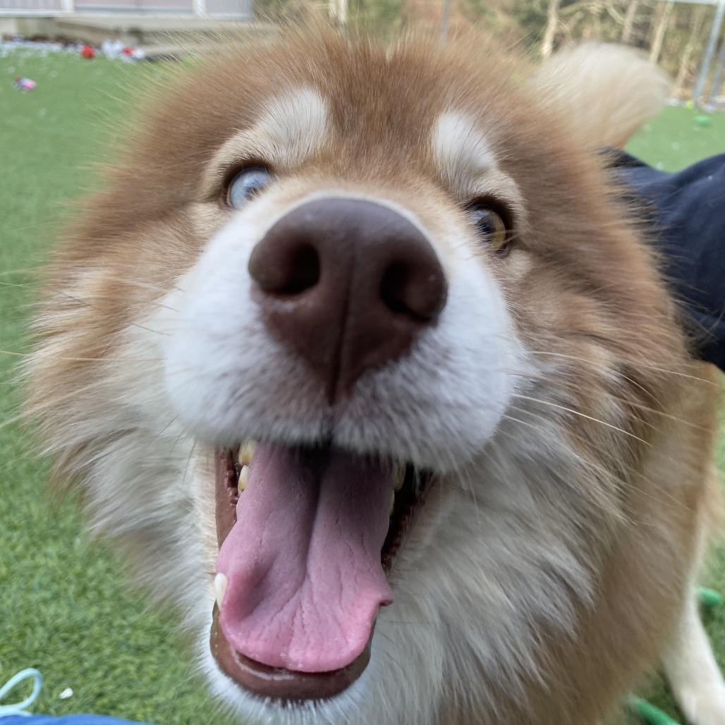 Enlarge Anchovy, a Adoptable Husky in Bedford, NH image 2/4