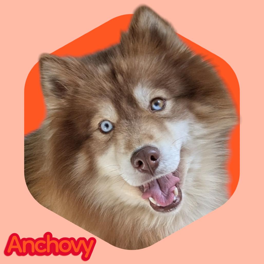 Anchovy, Adoptable, Adult Male Husky.