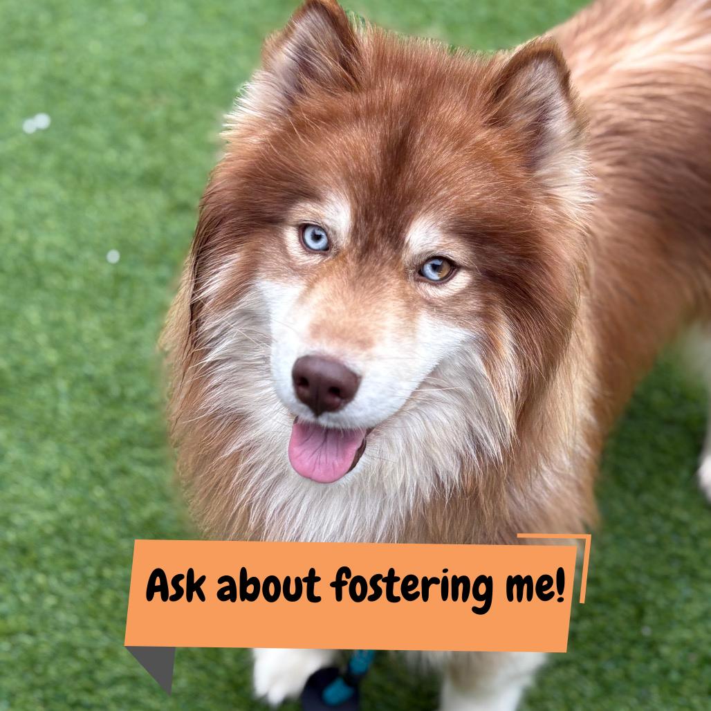 Enlarge Anchovy, a Adoptable Husky in Bedford, NH image 4/4