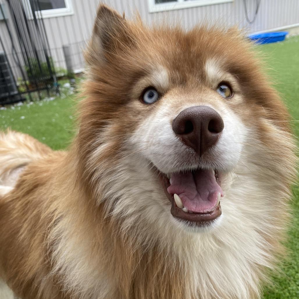 Enlarge Anchovy, a Adoptable Husky in Bedford, NH image 3/4