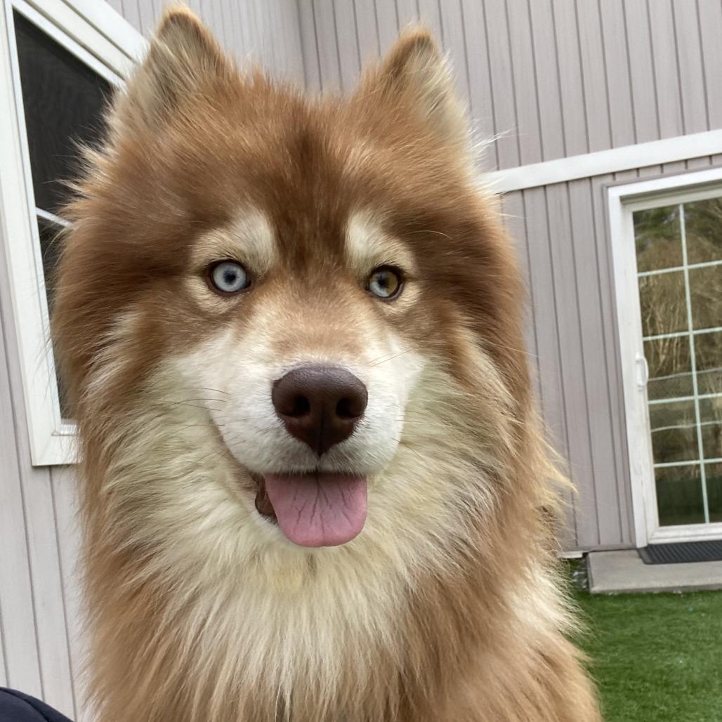 Enlarge Anchovy, a Adoptable Husky in Bedford, NH image 4/4