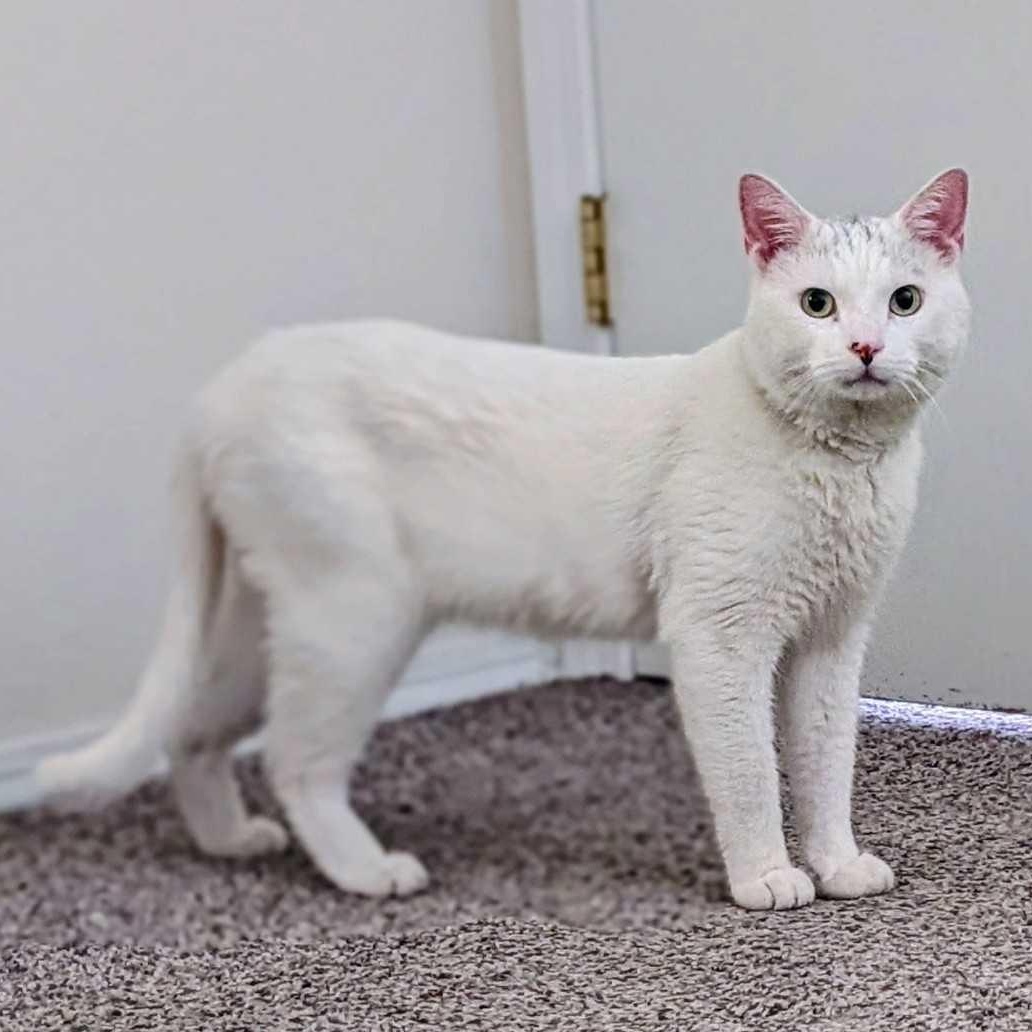 Leonard, a ADOPTABLE Domestic Short Hair in Denver, CO image 6/6