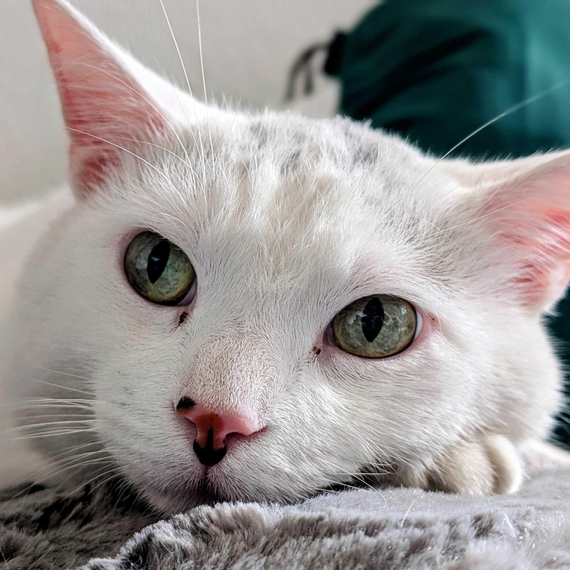 Leonard, a ADOPTABLE Domestic Short Hair in Denver, CO image 5/6