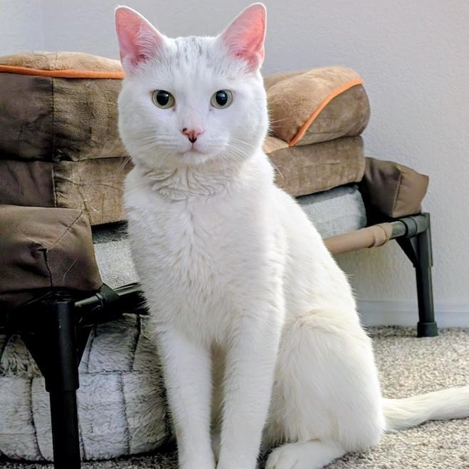 Leonard, a ADOPTABLE Domestic Short Hair in Denver, CO image 3/6