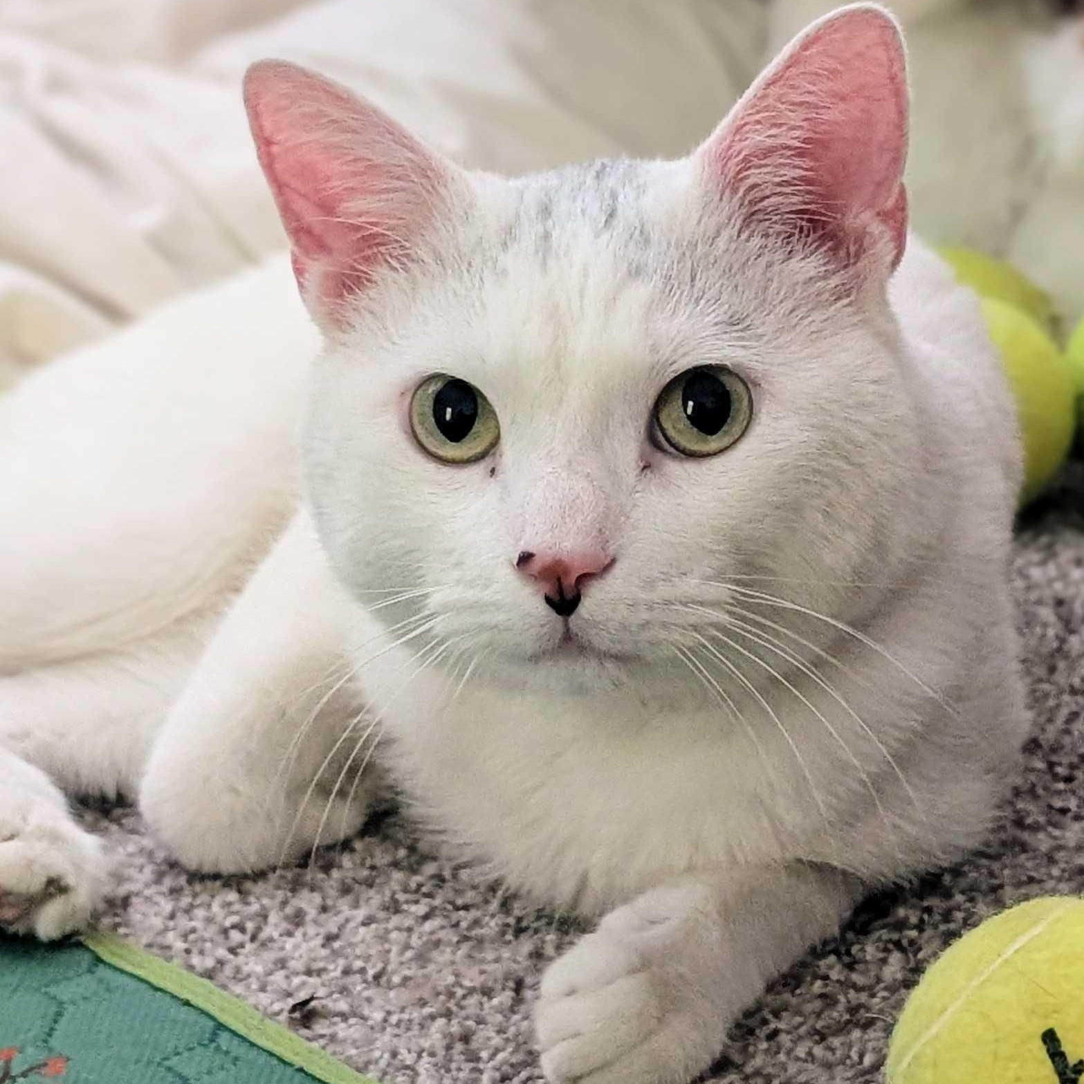 Leonard, ADOPTABLE, Young Male Domestic Short Hair.