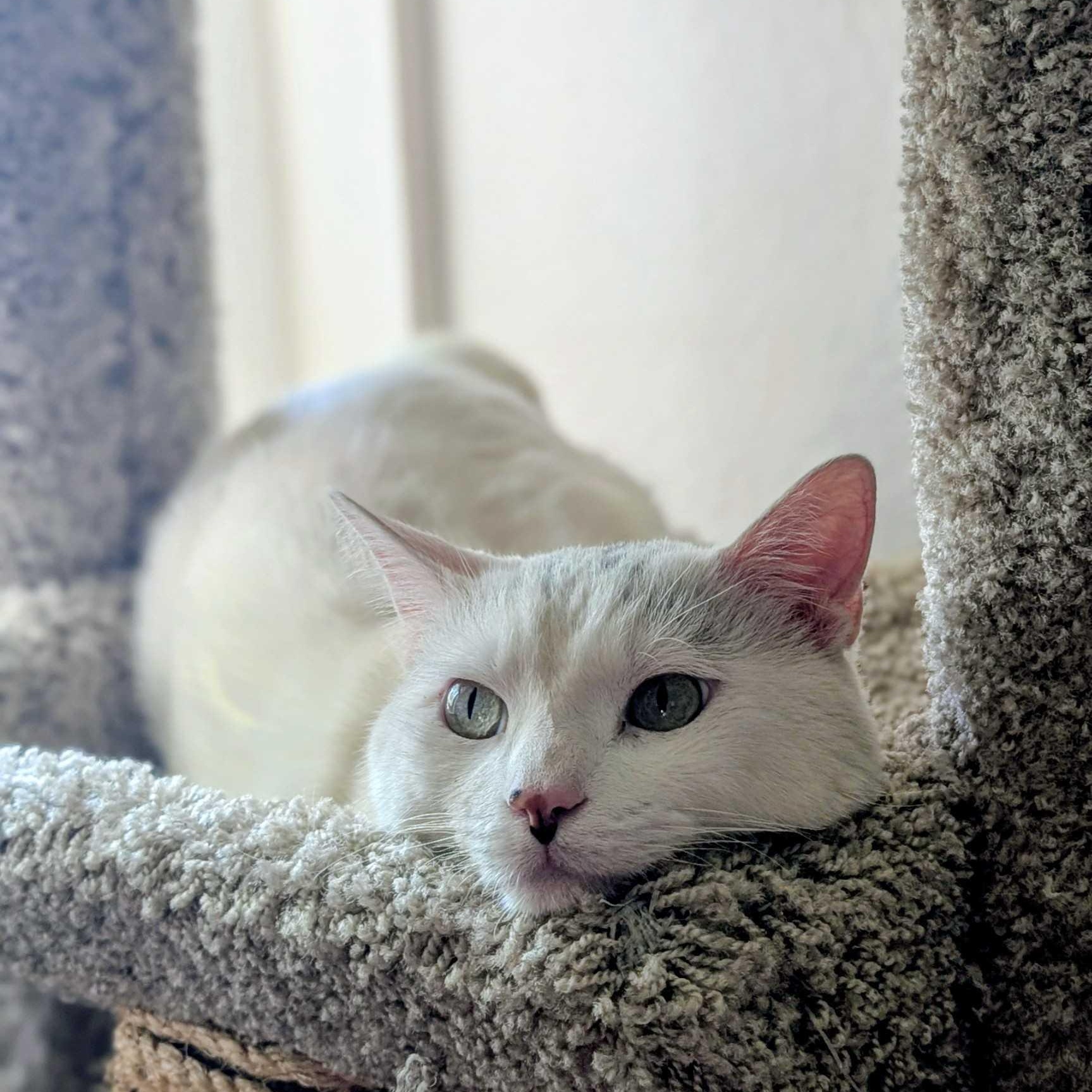 Leonard, a ADOPTABLE Domestic Short Hair in Denver, CO image 2/6