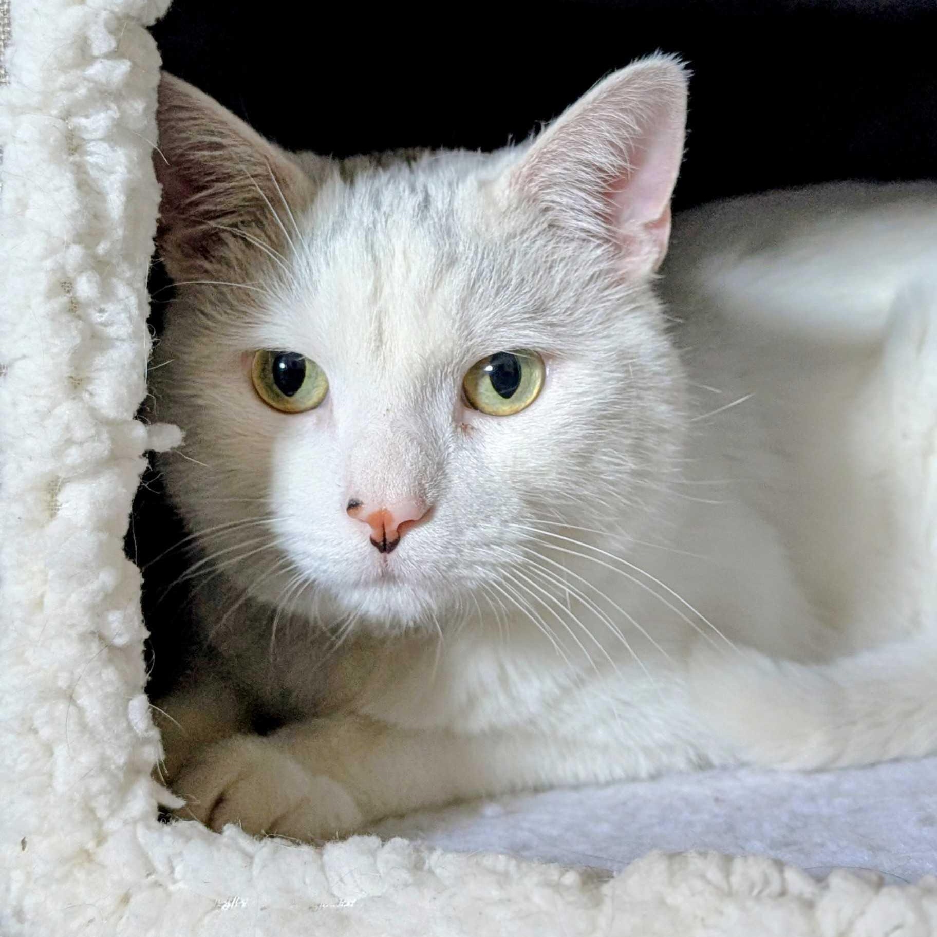 Leonard, a ADOPTABLE Domestic Short Hair in Denver, CO image 4/6