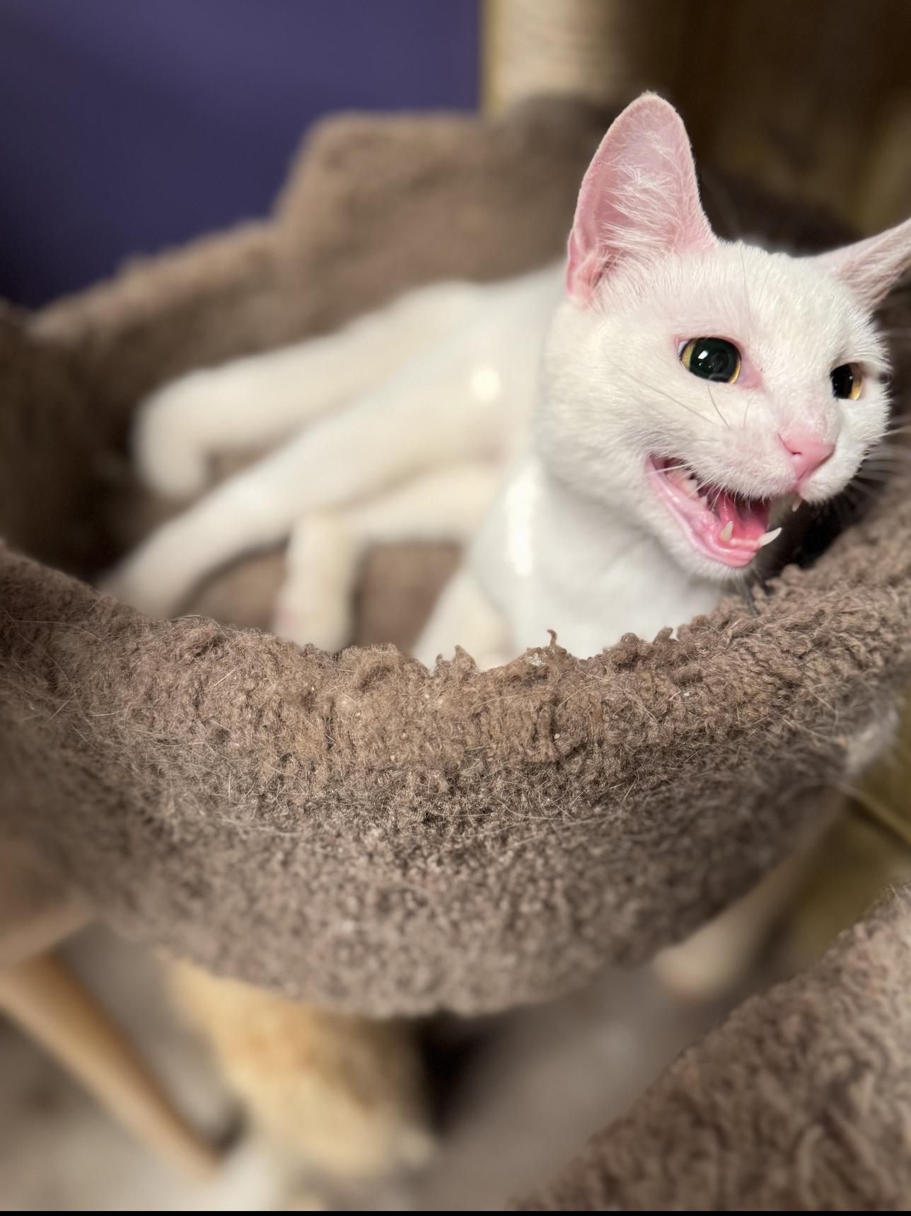 Feta, a ADOPTABLE Domestic Short Hair in MABLETON, GA image 4/4