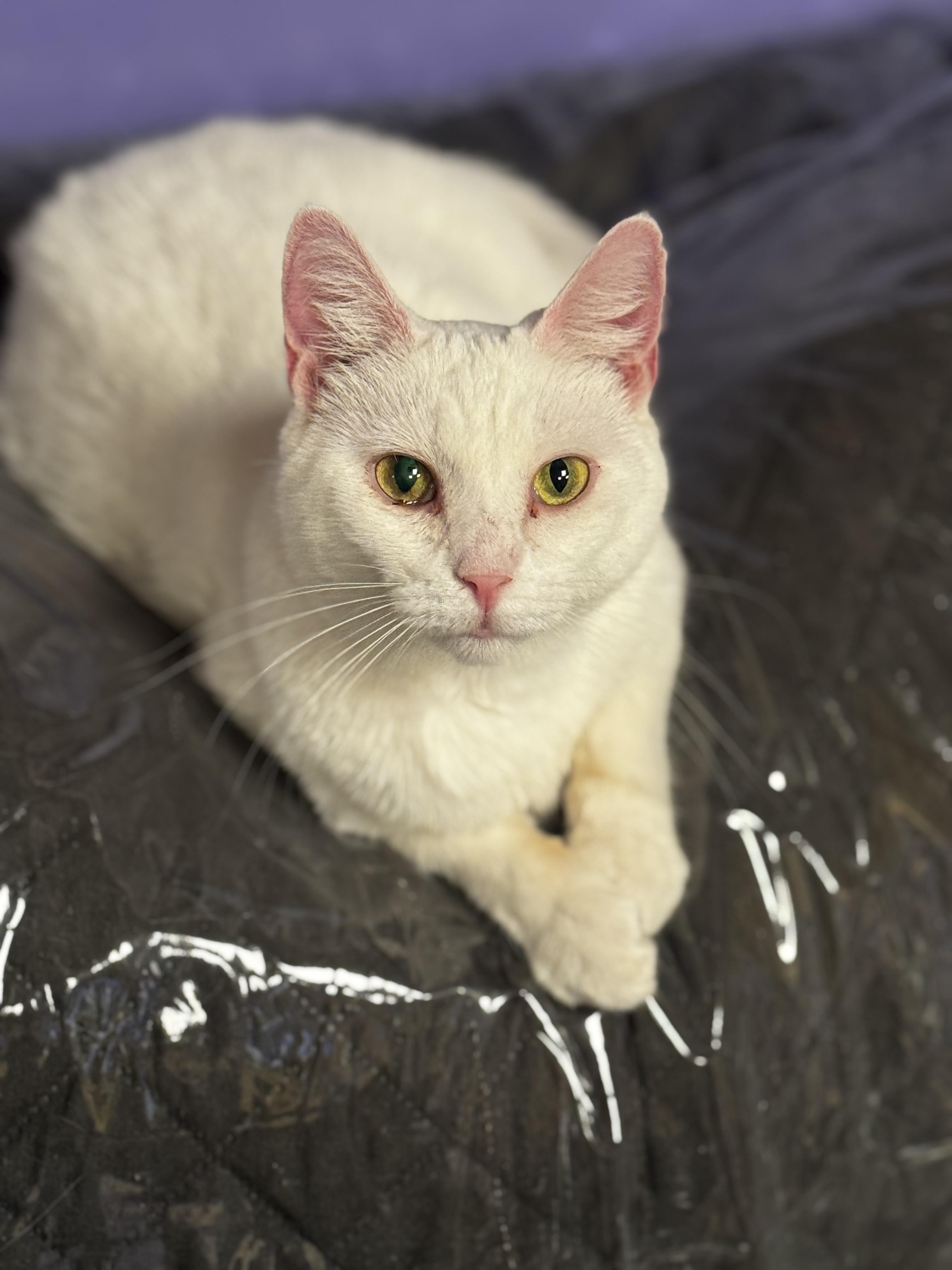 Feta, ADOPTABLE, Young Female Domestic Short Hair.