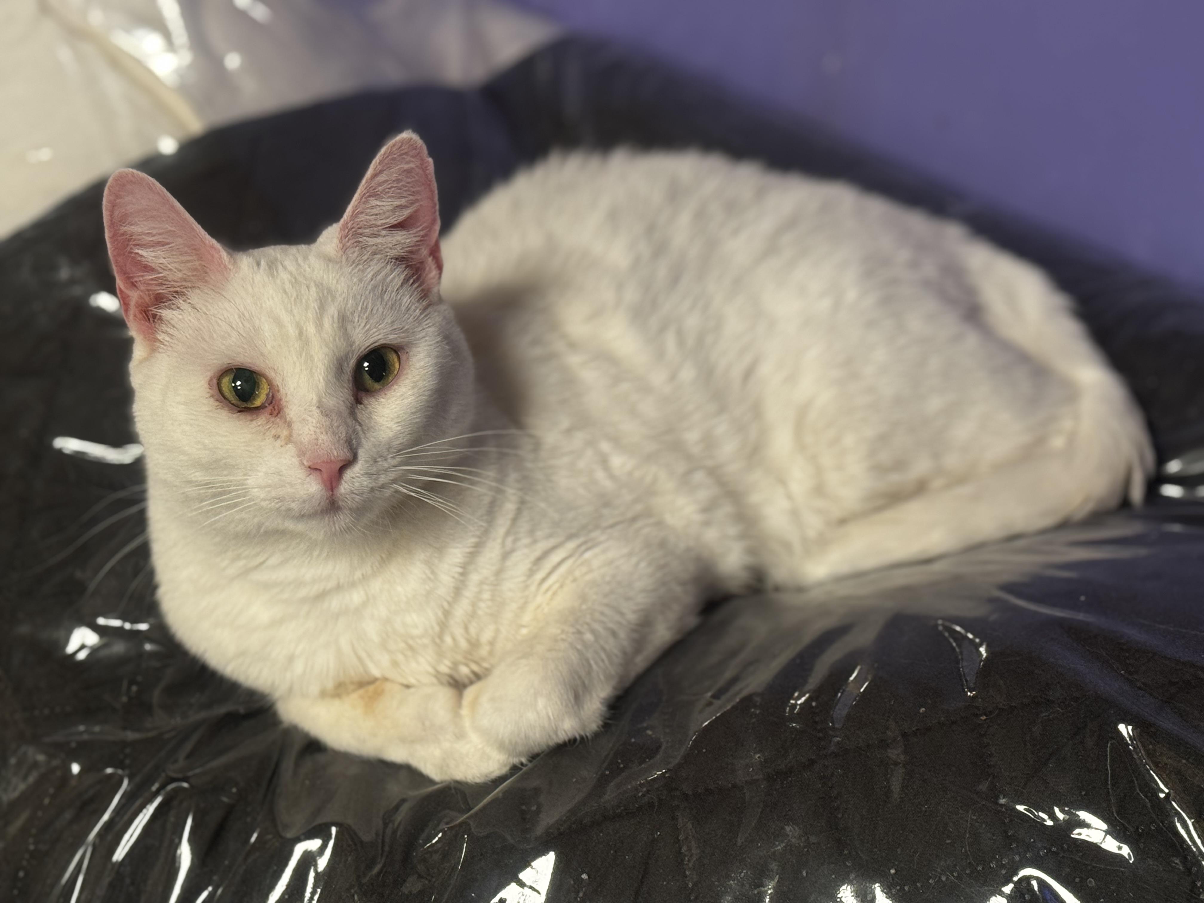 Feta, a ADOPTABLE Domestic Short Hair in MABLETON, GA image 2/4