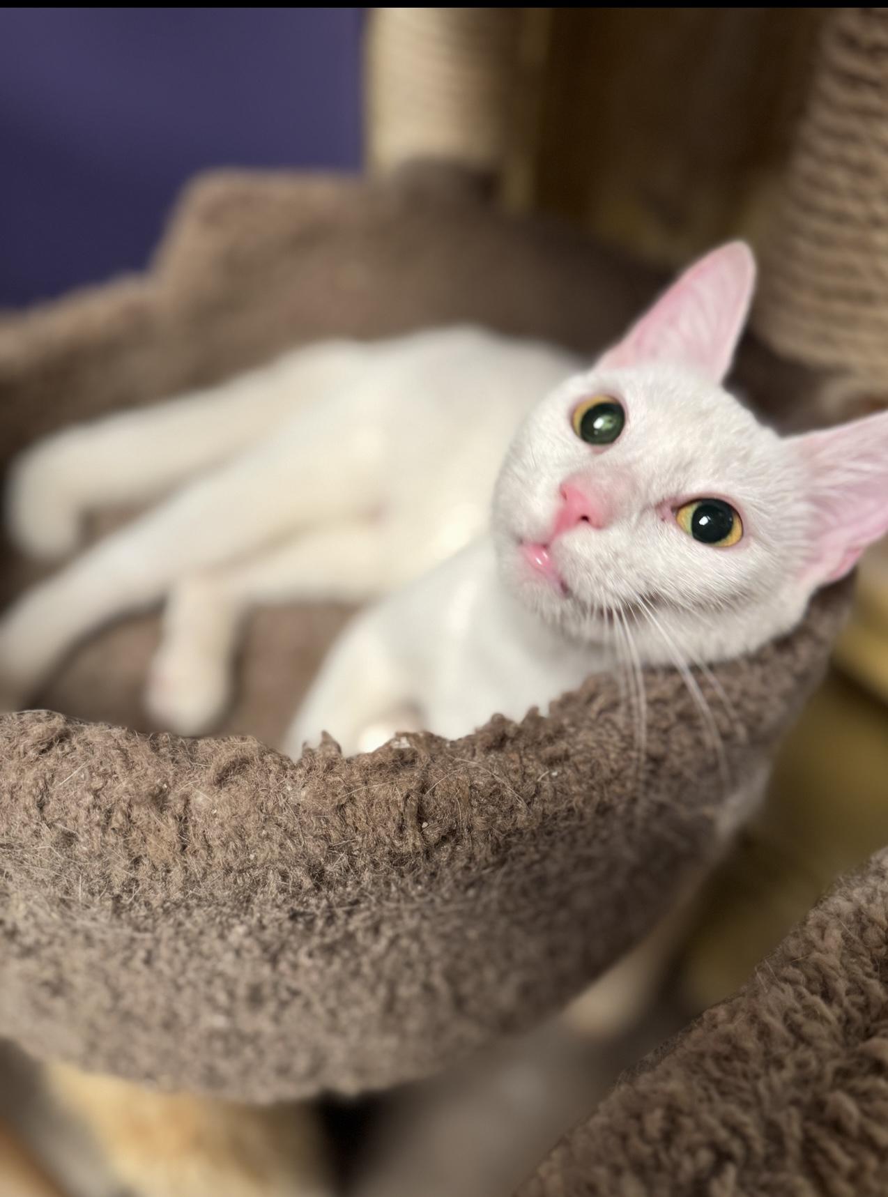 Feta, a ADOPTABLE Domestic Short Hair in MABLETON, GA image 3/4