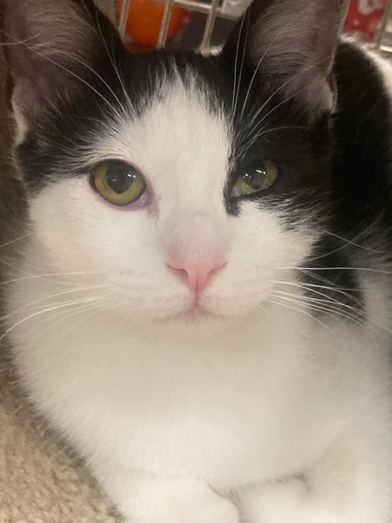 Enlarge Pavarotti, a Adoptable Domestic Short Hair in Los Alamitos, CA image 1/4