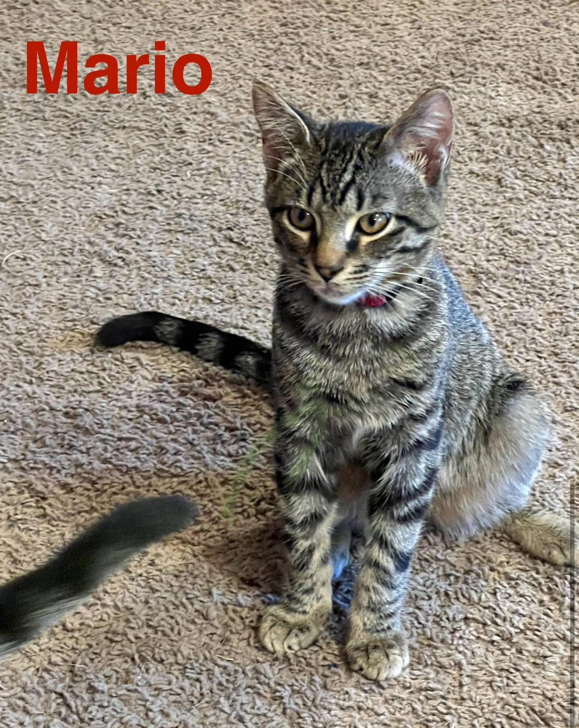 Mario Andor Luigi thumbnail 2