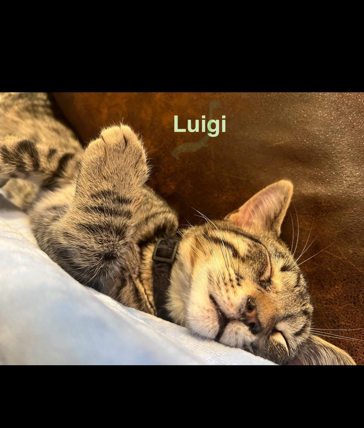 Mario Andor Luigi thumbnail 4