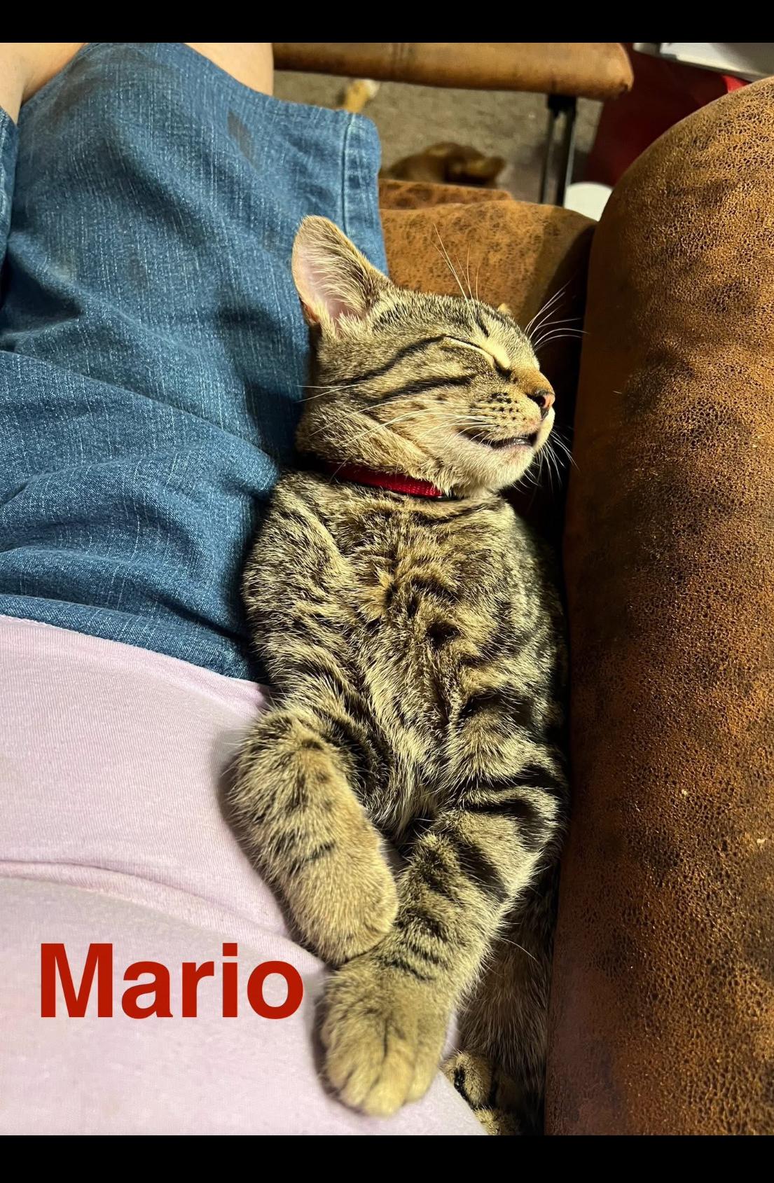 Mario Andor Luigi thumbnail 5