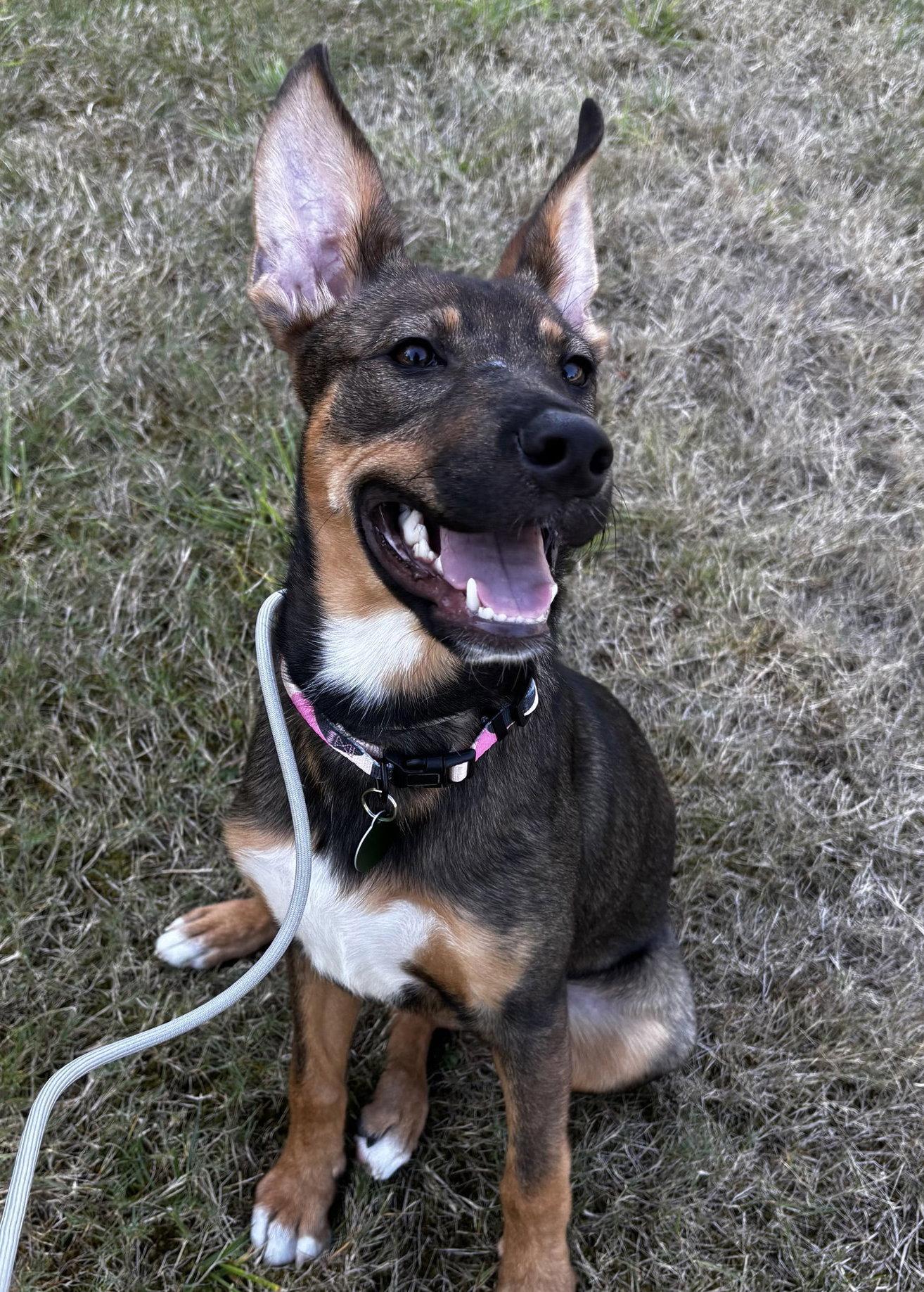 Evie, Adoptable, Young Female Shepherd.