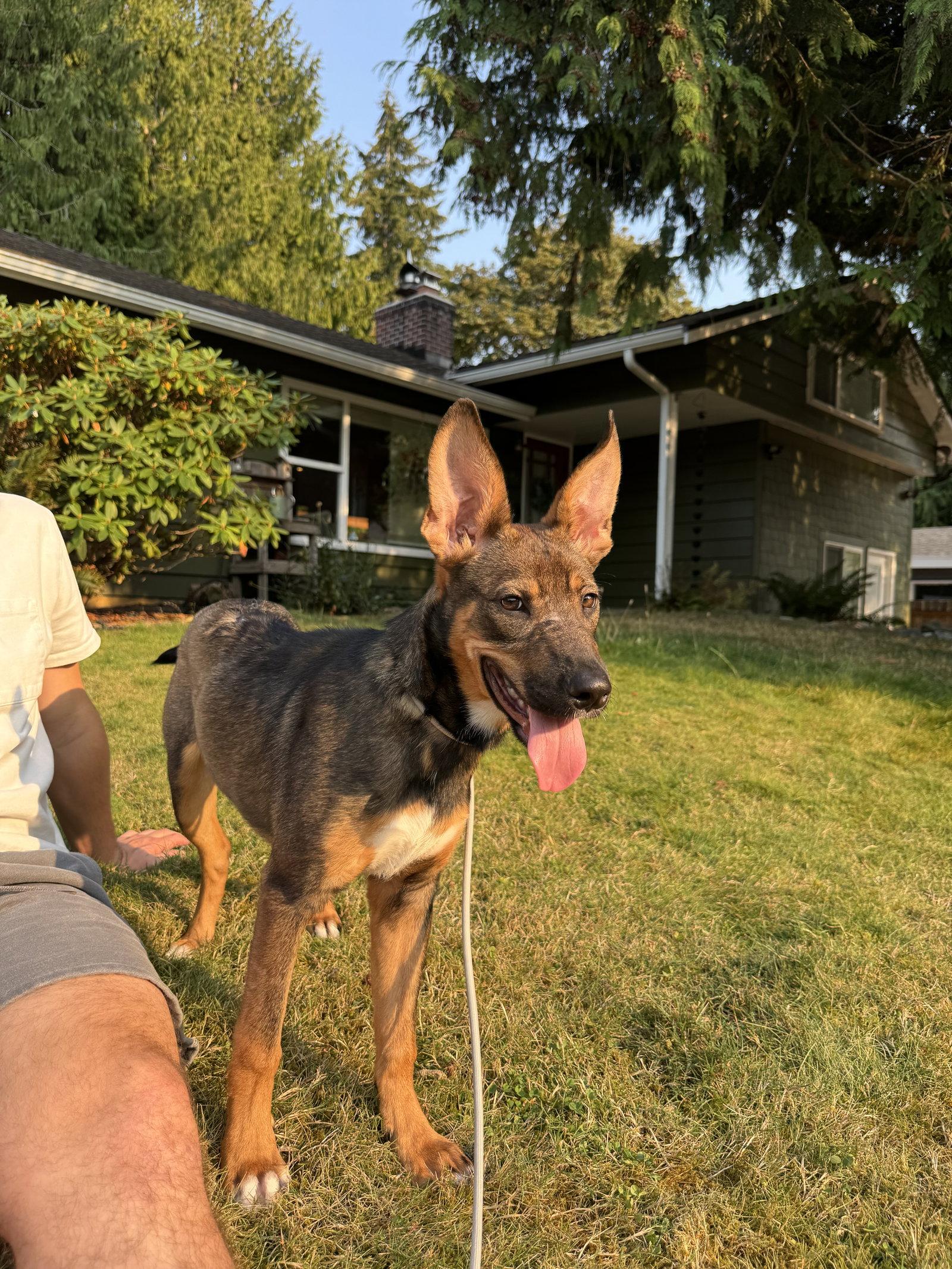 Enlarge Evie, a Adoptable Shepherd in Seattle, WA image 2/3