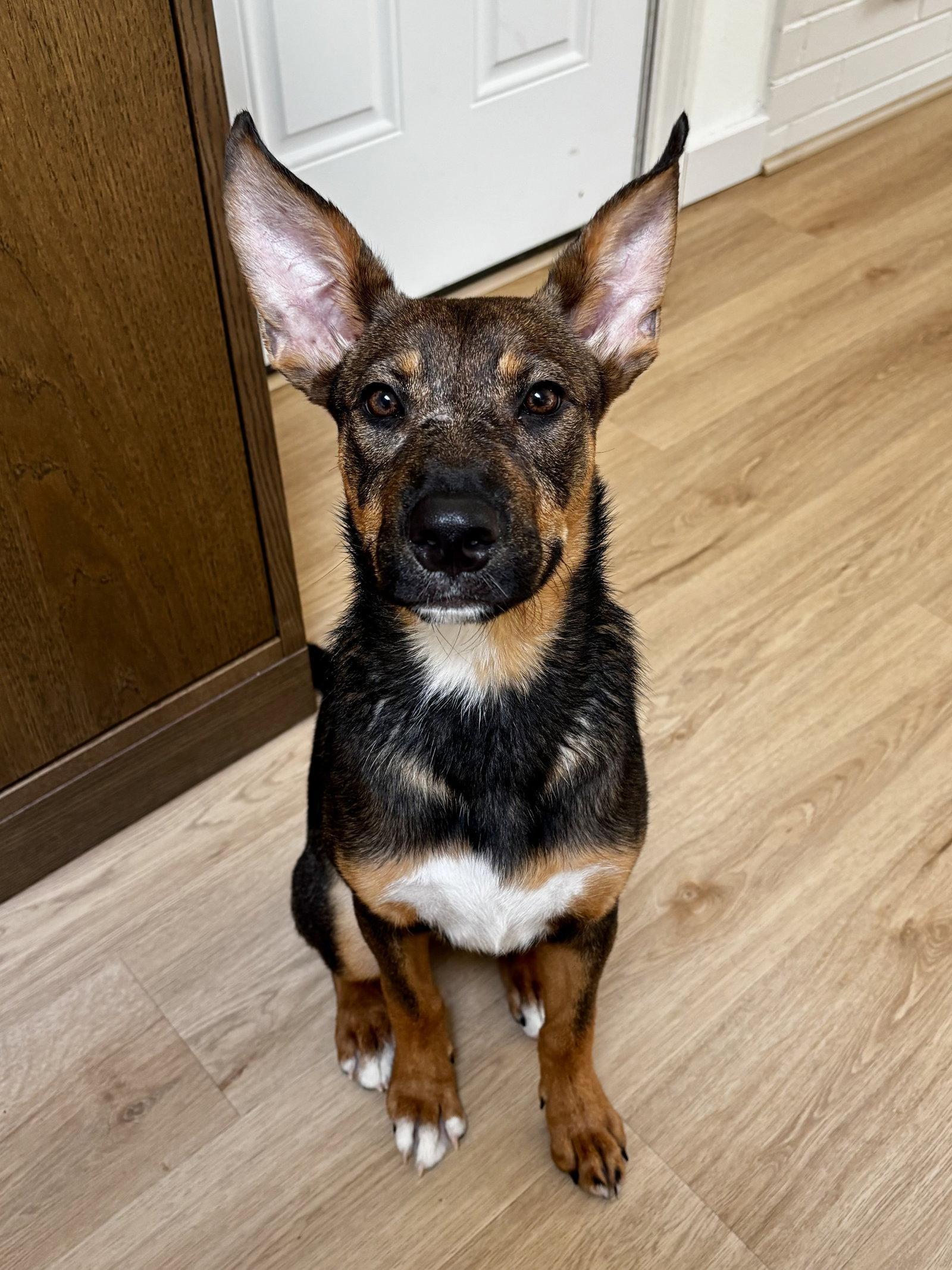 Enlarge Evie, a Adoptable Shepherd in Seattle, WA image 3/3