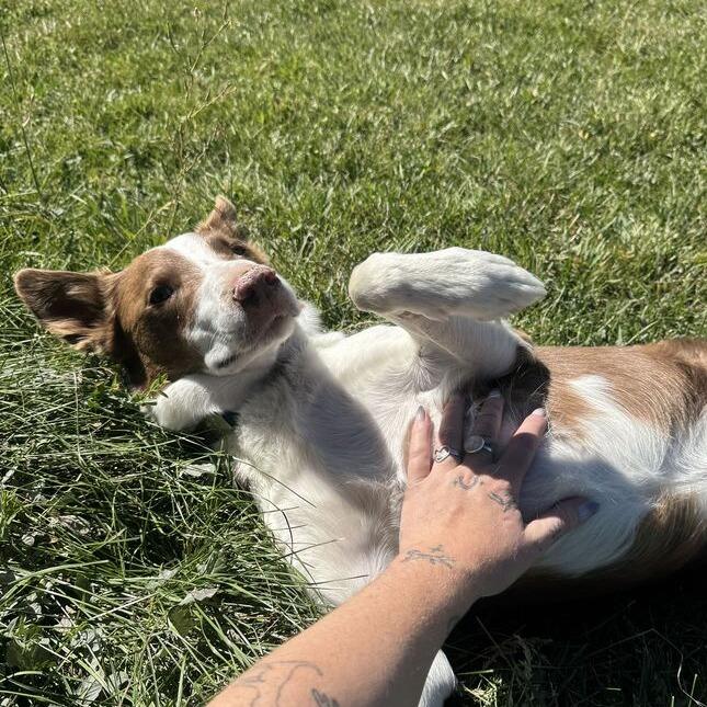 Ace, Adoptable, Adult Male Border Collie & Mixed Breed.