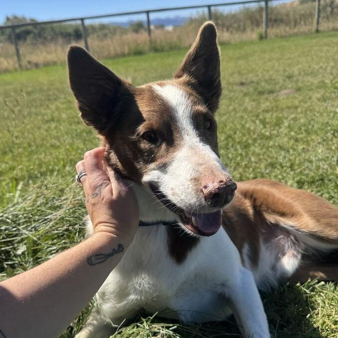 Enlarge Ace, a Adoptable mixed breed in Driggs, ID image 2/3