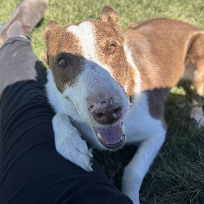 Enlarge Ace, a Adoptable mixed breed in Driggs, ID image 3/3